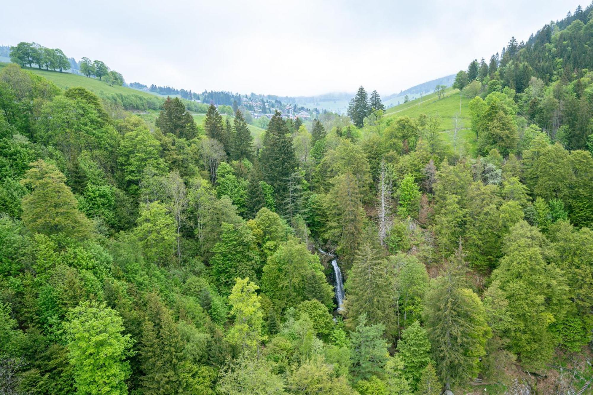 Black Forest Hotel Todtnau Eksteriør bilde